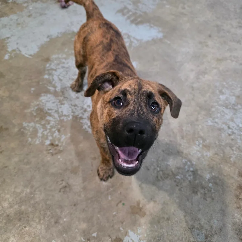 A baby medium-sized female Brown / Chocolate Pit Bull Terrier dog named Maggie for adoption in Rochester, MN