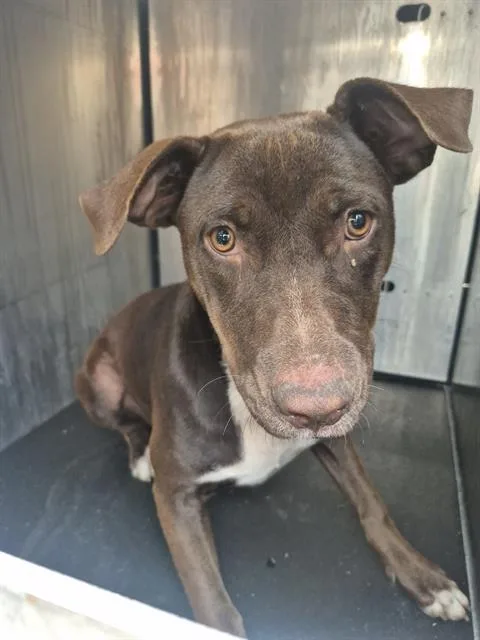 A young medium-sized female American Staffordshire Terrier dog named Jacqui for adoption in San Antonio, TX