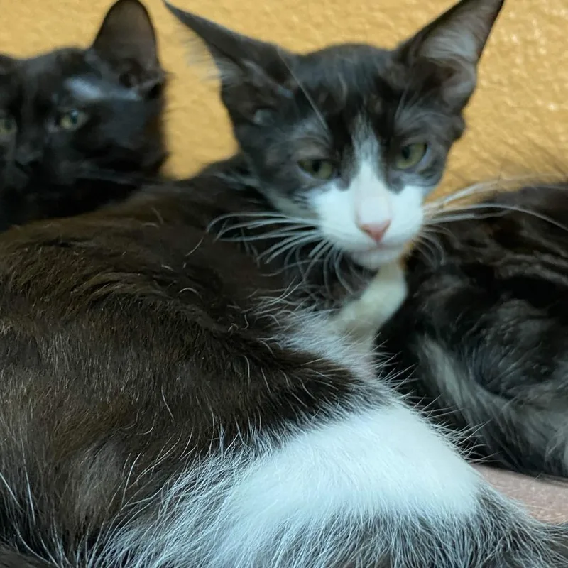 A baby small-sized male Black Domestic Short Hair cat named Martin for adoption in Fresno, CA