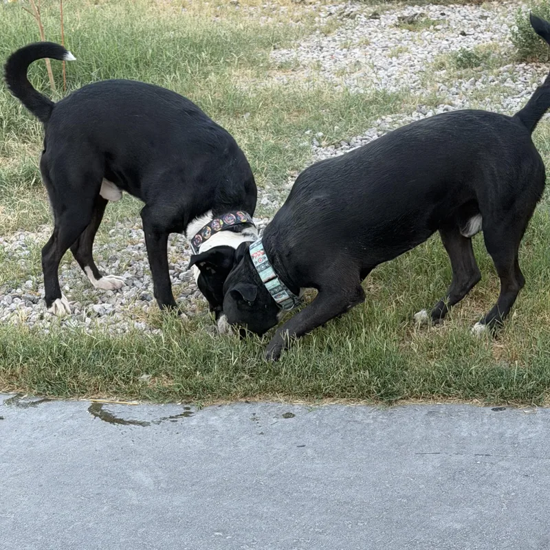 A young large-sized male Black Pit Bull Terrier dog named Valkey and Tyson for adoption in Las Vegas, NV
