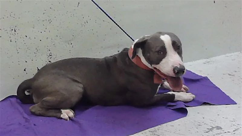 A young medium-sized male Staffordshire Bull Terrier dog named Canelo for adoption in Houston, TX