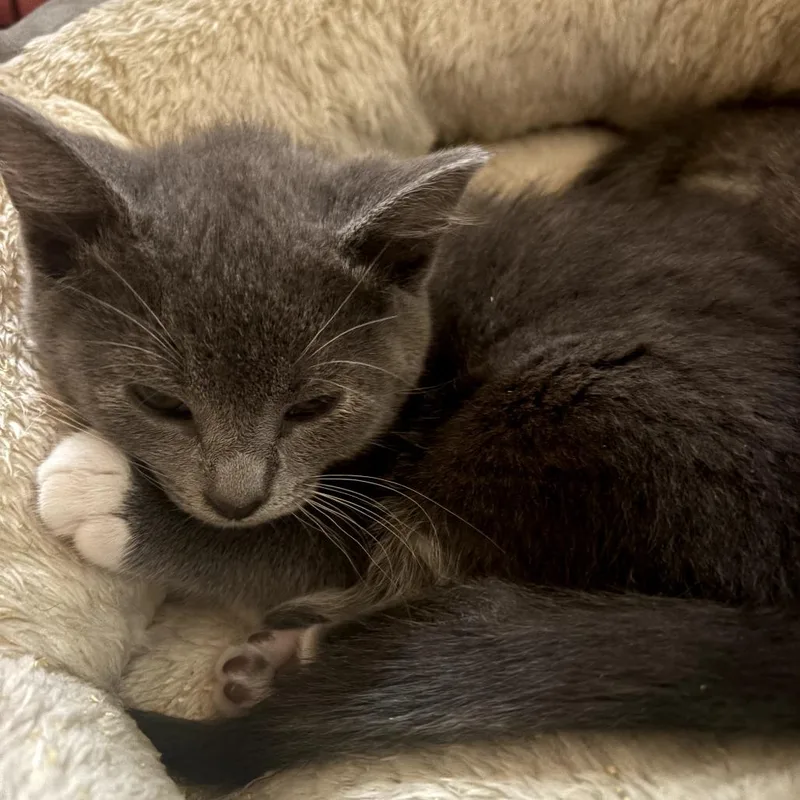 A baby small-sized female Gray / Blue / Silver Domestic Short Hair cat named Duchess for adoption in Olympia, WA