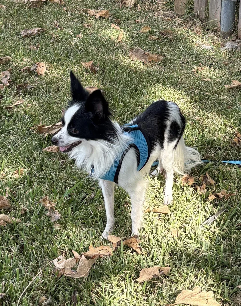 An adult small-sized male Papillon dog named Ghost for adoption in Garland, TX