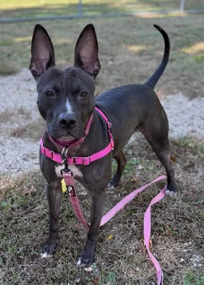 An adult medium-sized female Mixed Breed dog named Ducky for adoption in Batavia, OH