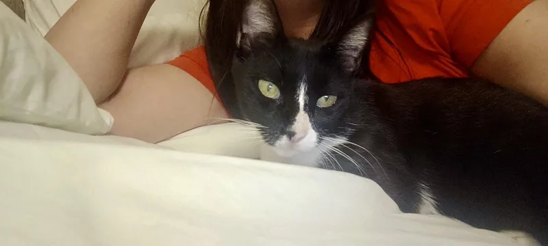 A young medium-sized female Black & White / Tuxedo Domestic Short Hair cat named Lilly  The Sweet for adoption in Somerset, NJ