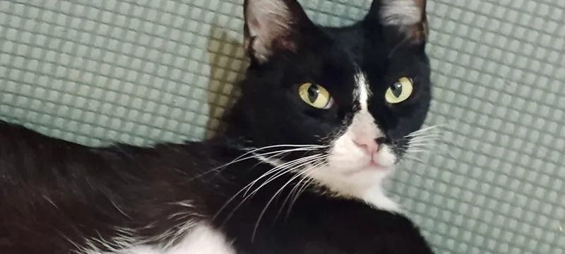 Lilly  The Sweet thumbnail 3