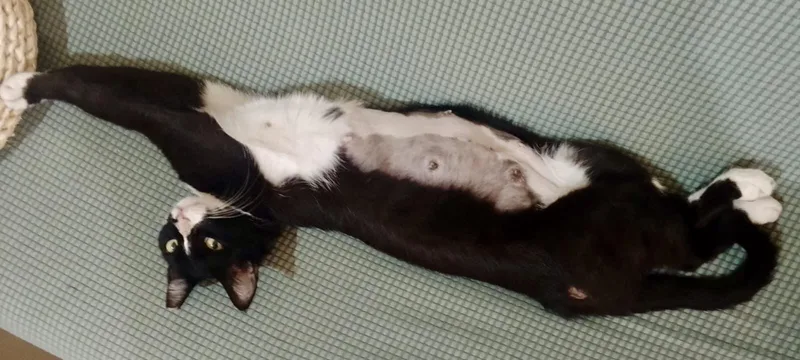 Lilly  The Sweet thumbnail 4