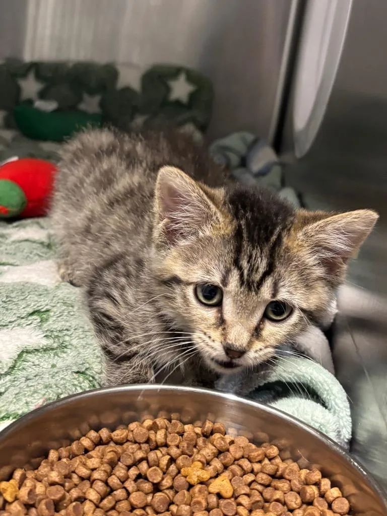 A baby medium-sized female Domestic Short Hair cat named Tiny Tiger for adoption in Bloomington, IN