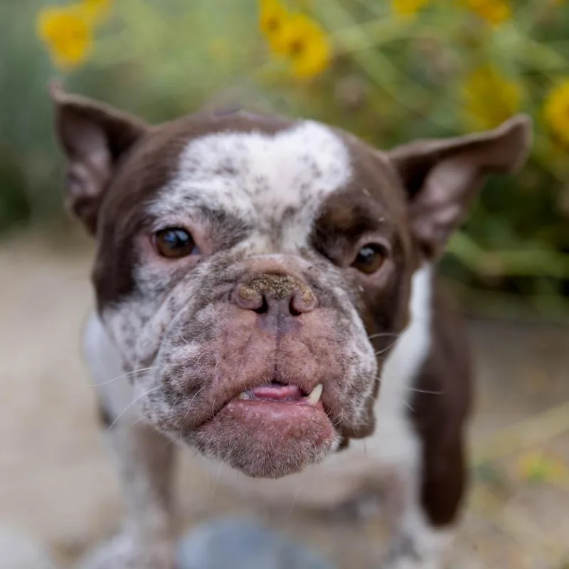 An adult small-sized female Brown / Chocolate French Bulldog dog named Evangeline for adoption in Palm Springs, CA