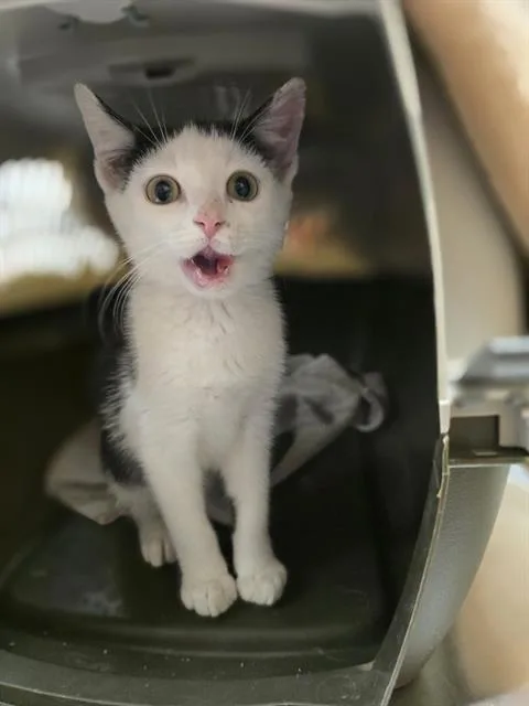A baby small-sized male Domestic Short Hair cat named Owen for adoption in Aliquippa, PA