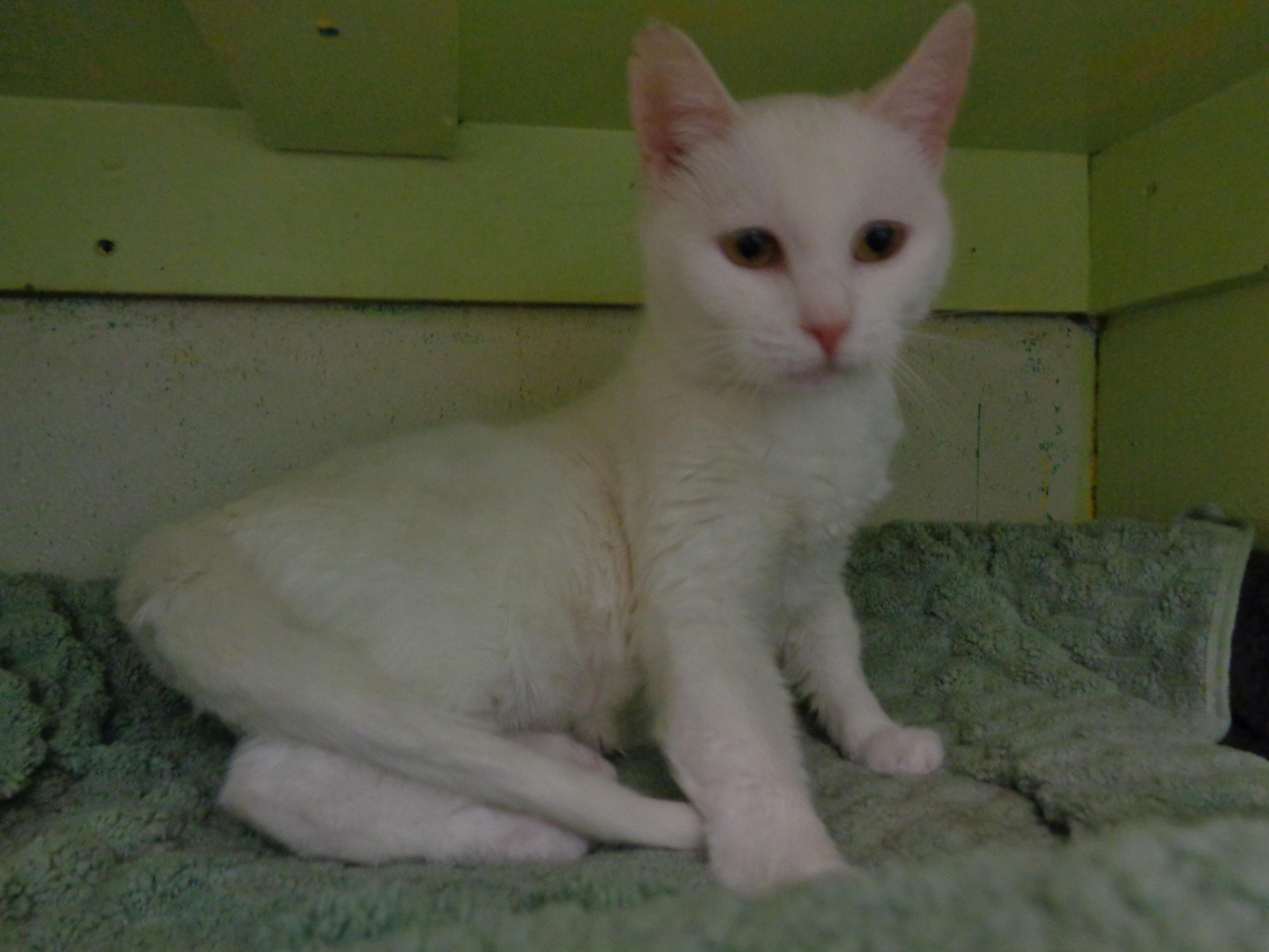 A young small-sized female White Domestic Short Hair cat named Petit Four for adoption in Delhi, NY