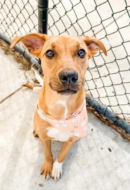 A young small-sized female Redbone Coonhound dog named Rebecca for adoption in Tulsa, OK