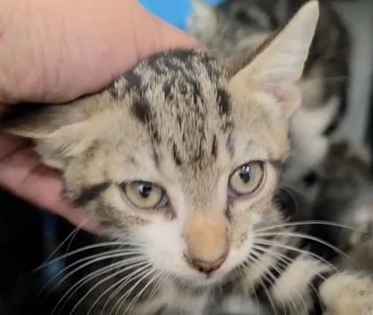 A baby small-sized male Tabby (Brown / Chocolate) Domestic Short Hair cat named Broadway for adoption in New York, NY