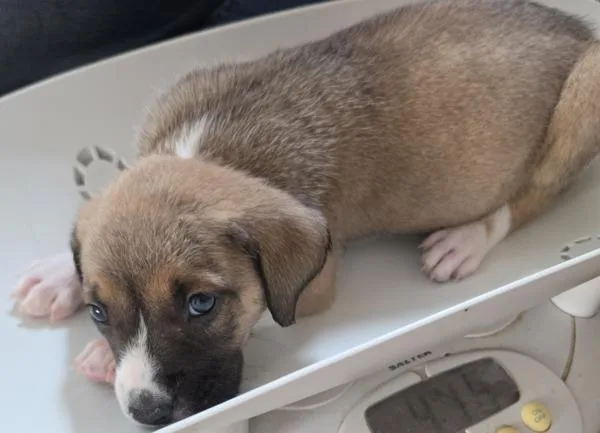 A baby small-sized male Beagle dog named Stan for adoption in Cleveland, TN