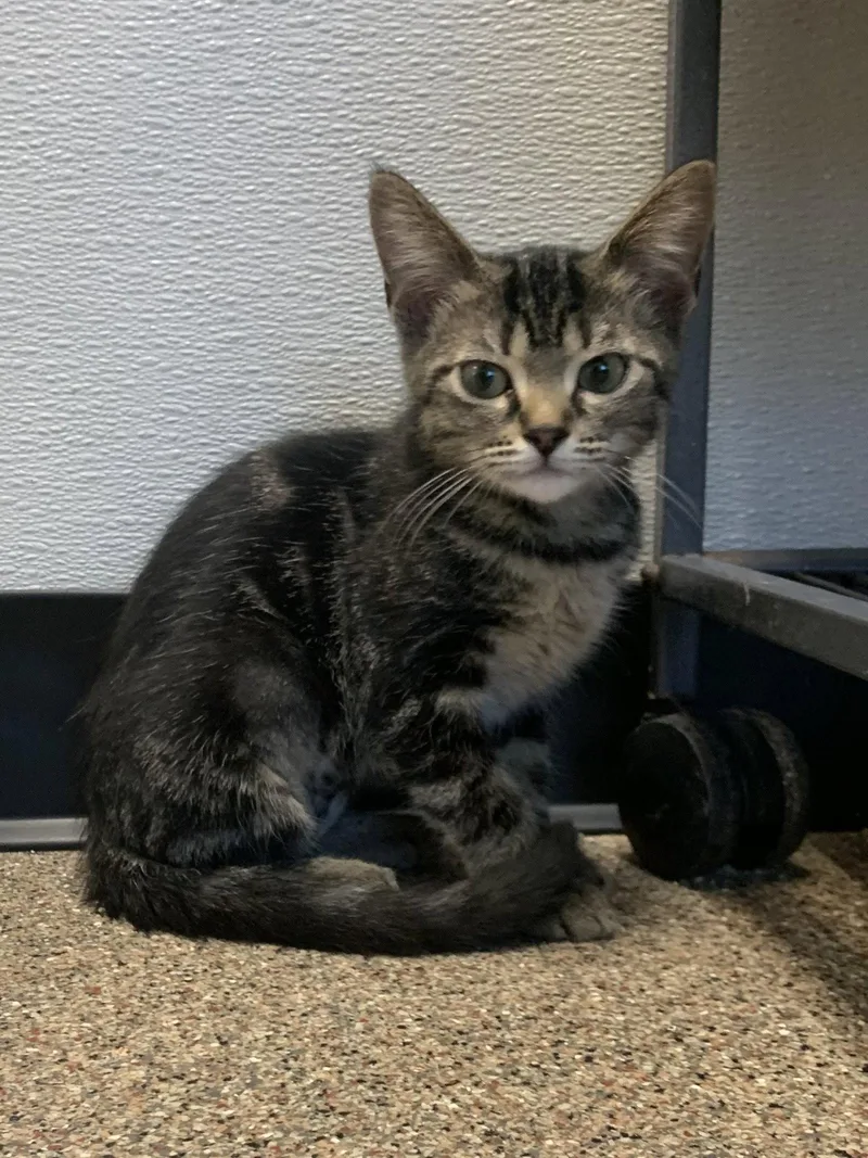A baby medium-sized female Domestic Short Hair cat named Cady for adoption in Sanford, FL