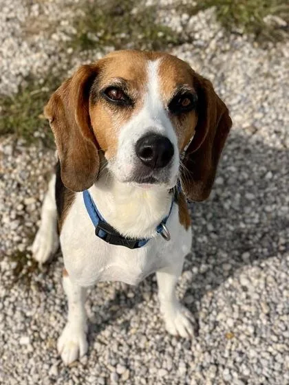 An adult medium-sized female Beagle dog named Lelo for adoption in Traverse City, MI