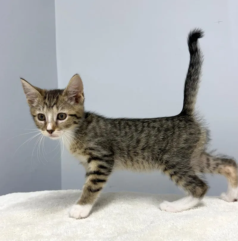 A baby medium-sized female Tabby (Gray / Blue / Silver) Domestic Short Hair cat named Vireo for adoption in Mount Vernon, OH