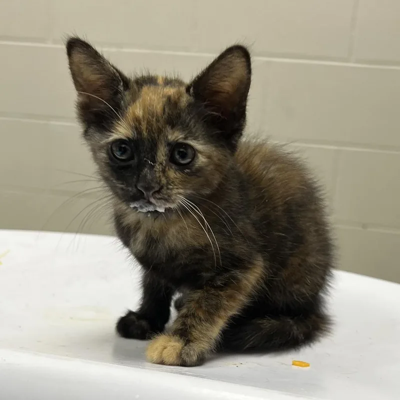A baby small-sized female Tortoiseshell Domestic Short Hair cat named Dara for adoption in Lufkin, TX