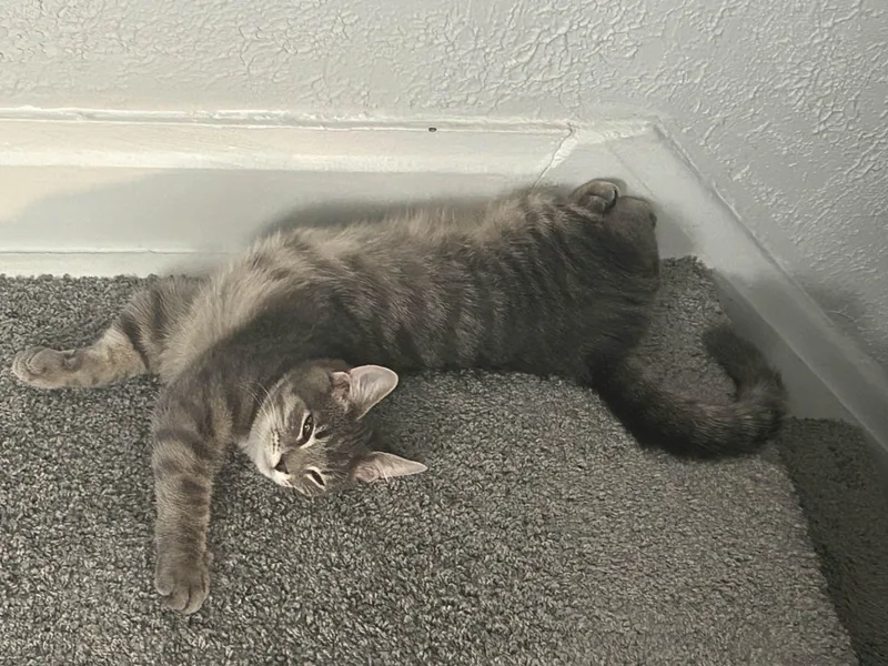 A baby small-sized male Tabby (Gray / Blue / Silver) Domestic Short Hair cat named Ashley for adoption in Pittsburgh, PA