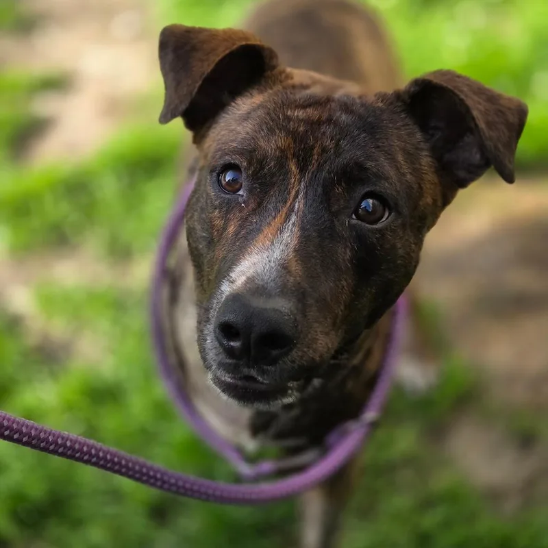 An adult medium-sized male Brown / Chocolate Mixed Breed dog named Berch for adoption in Charleston, WV