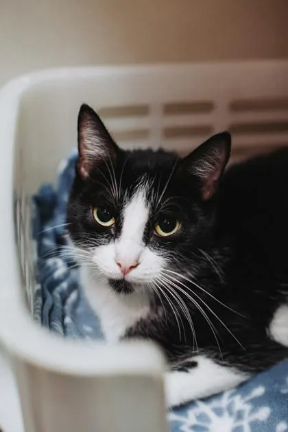 An adult small-sized female Domestic Short Hair cat named A Margarita Petsmart for adoption in North Charleston, SC