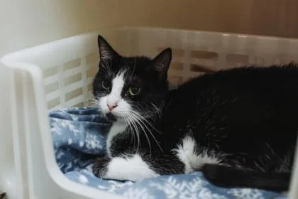 A  Margarita Petsmart thumbnail 2