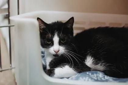 A  Margarita Petsmart thumbnail 3