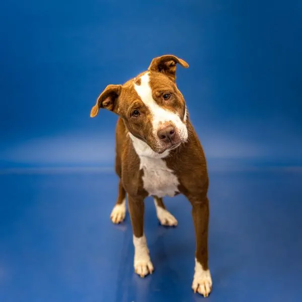 An adult medium-sized female Pit Bull Terrier dog named Pen Lumi for adoption in Lawrenceville, GA