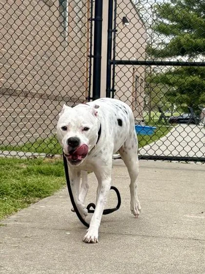An adult large-sized female Mixed Breed dog named Taco for adoption in Cincinnati, OH