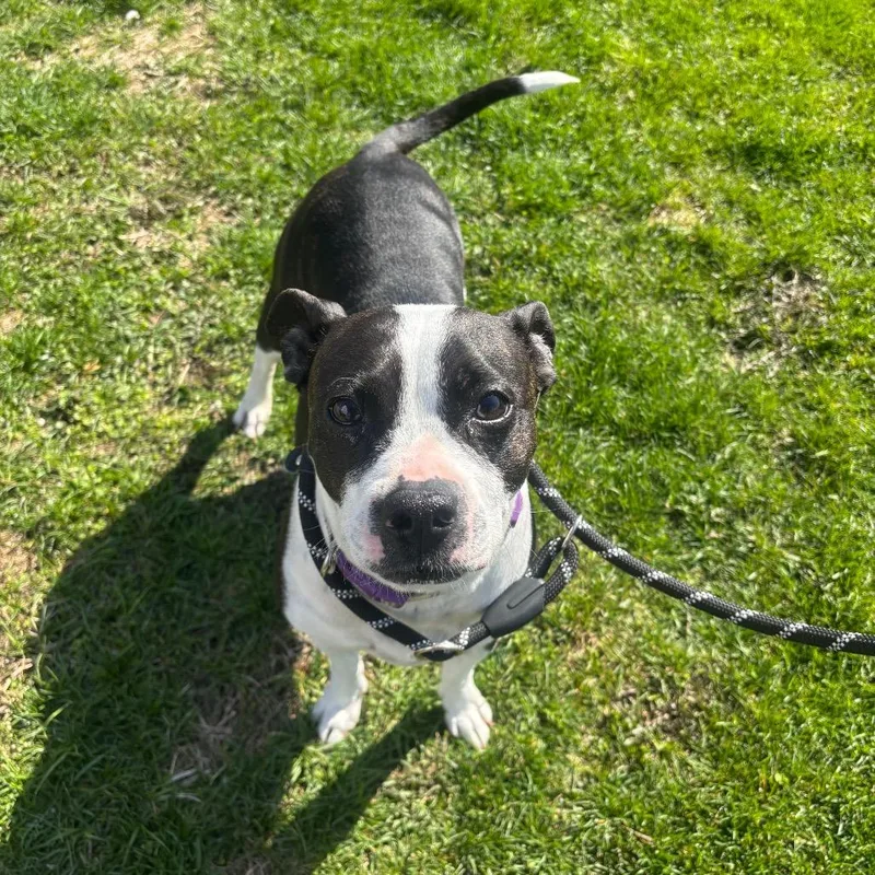 An adult medium-sized female Black Boston Terrier dog named Daisy for adoption in Milan, IL