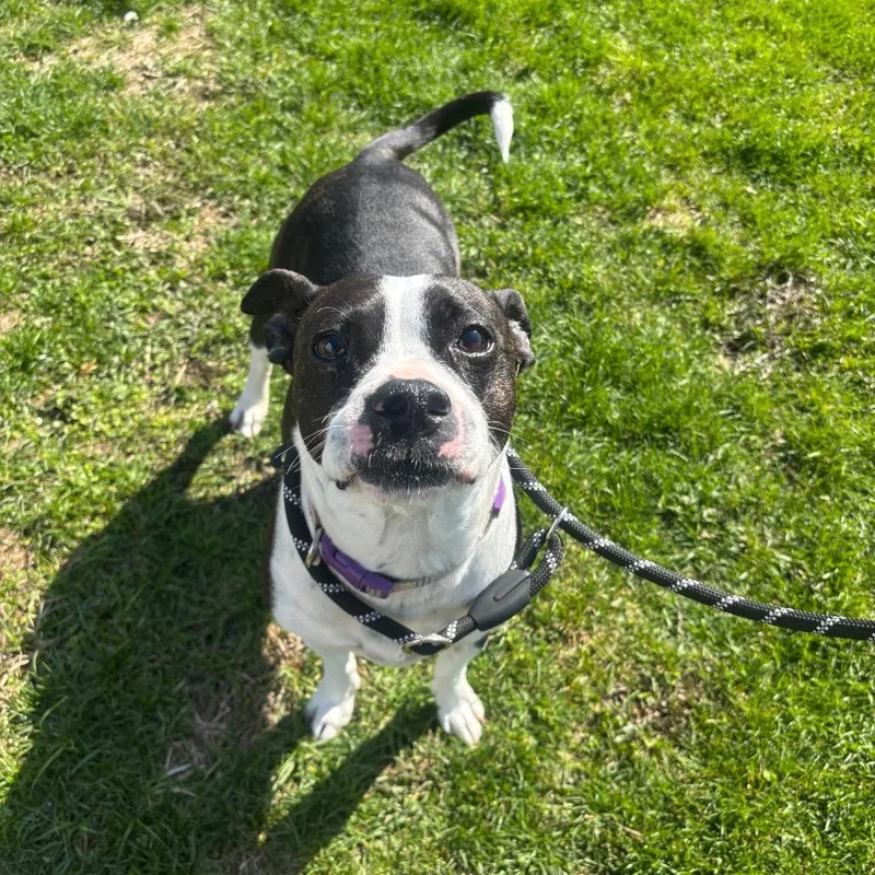Daisy thumbnail 5