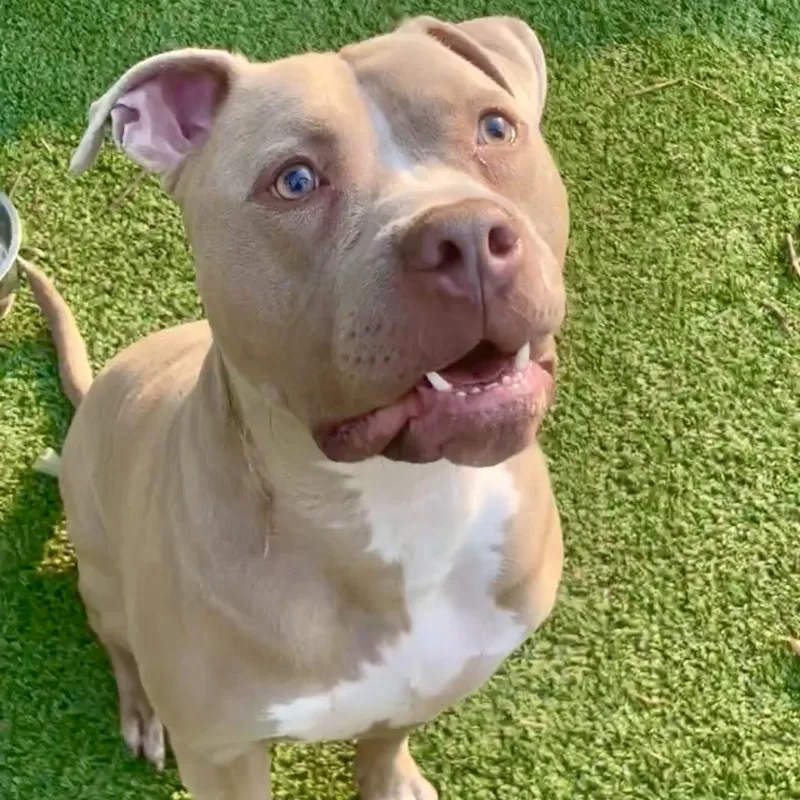 Sevenwonderful Silly Boy