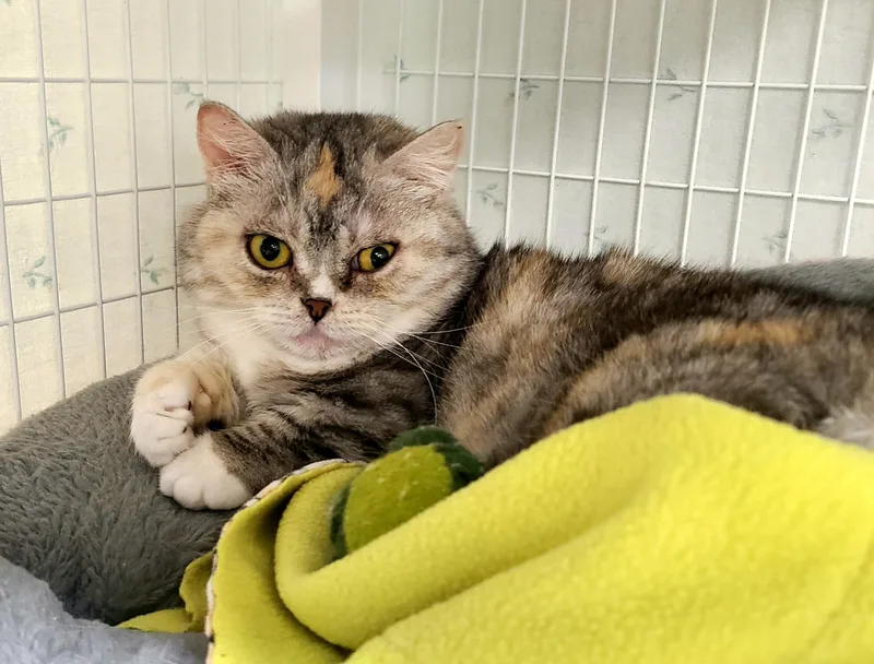 An adult medium-sized female Dilute Tortoiseshell Domestic Short Hair cat named Raspberry for adoption in Kirkland, WA