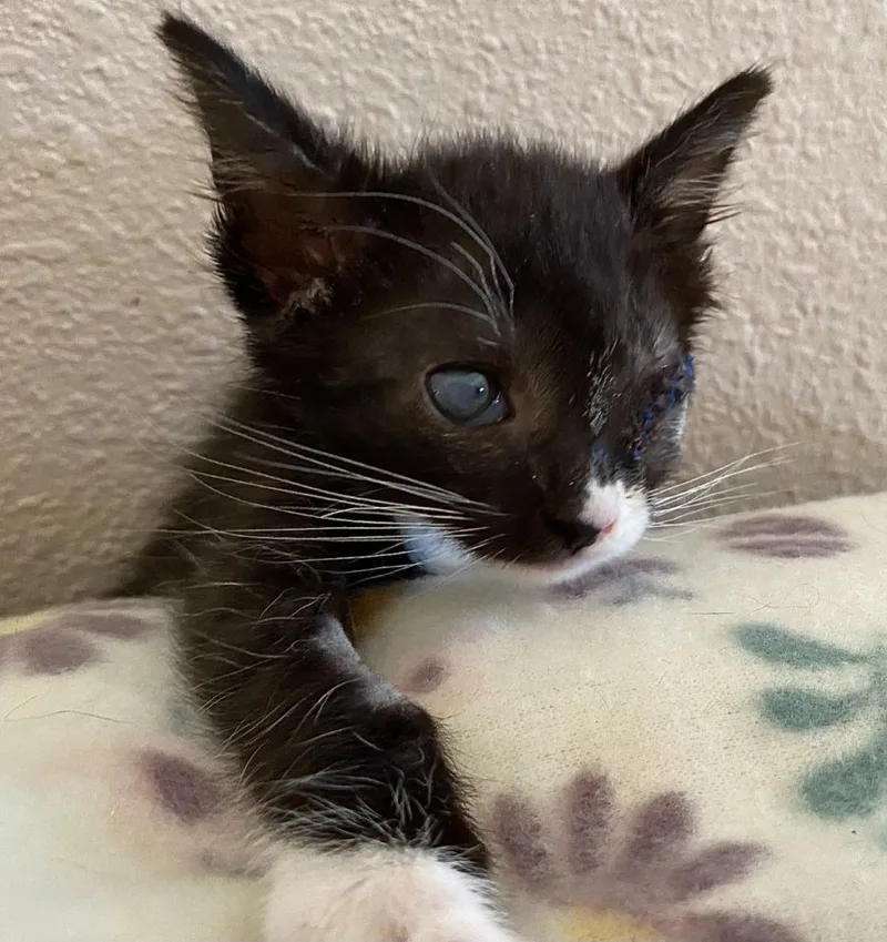 A baby medium-sized female Domestic Short Hair cat named Everest for adoption in Peoria, AZ