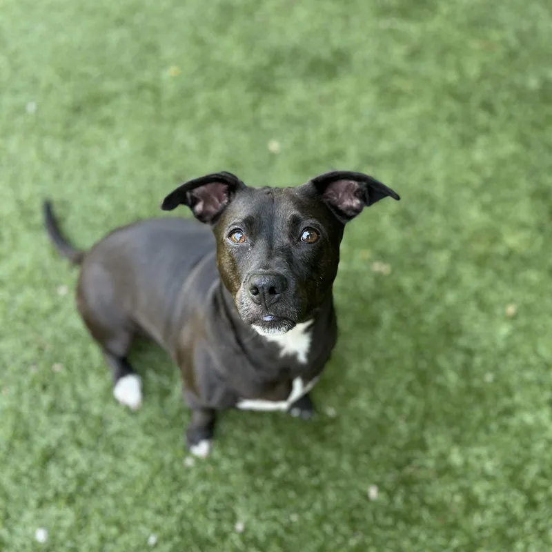 Ms Molly thumbnail 2