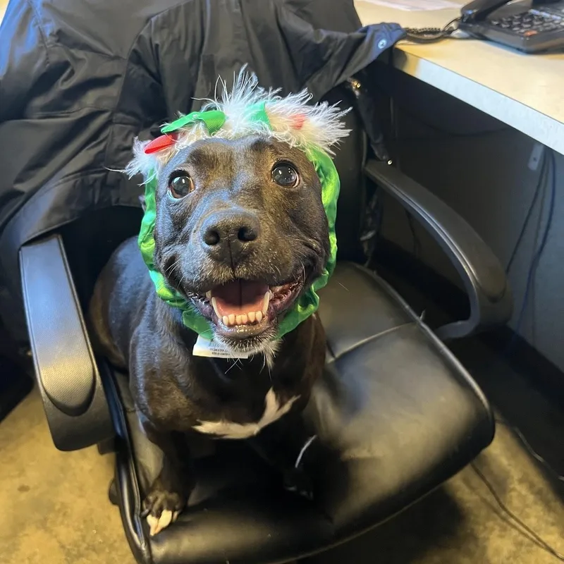 Ms Molly thumbnail 3