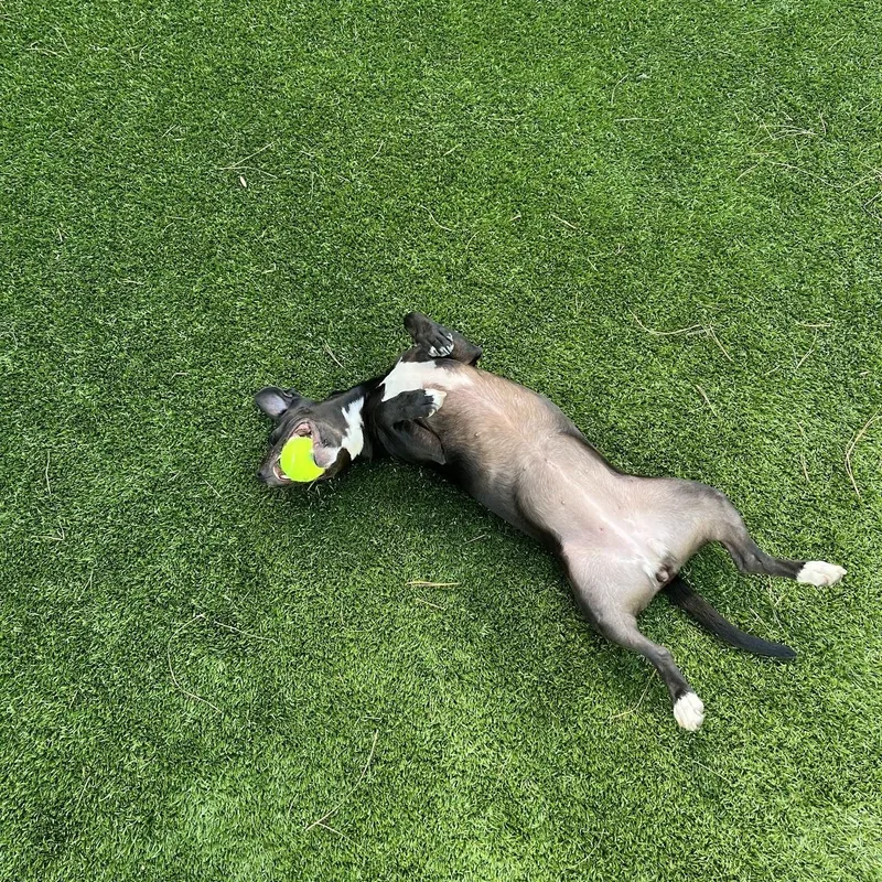 Ms Molly thumbnail 4