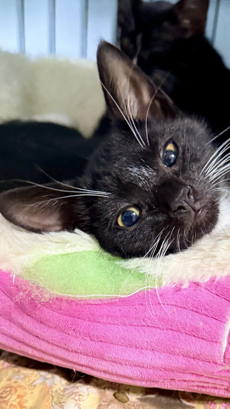 A young medium-sized male Black & White / Tuxedo Tuxedo cat named Ciggy for adoption in Cypress, TX
