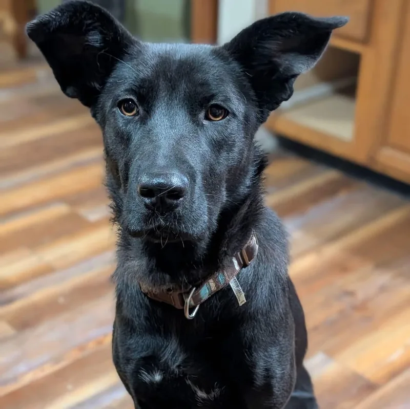 Tortilla