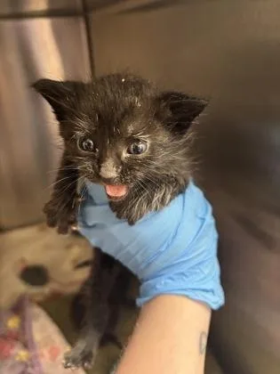 A baby medium-sized male Black Domestic Short Hair cat named Crowley for adoption in Georgetown, SC