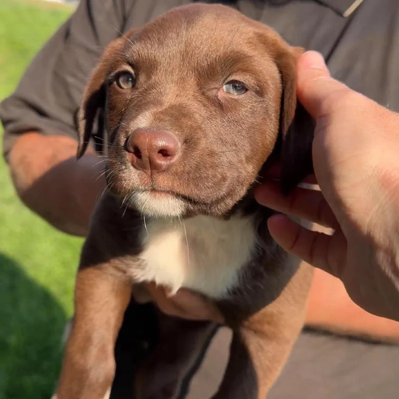 A baby medium-sized male Brown / Chocolate Mixed Breed dog named Rubble for adoption in Bend, OR