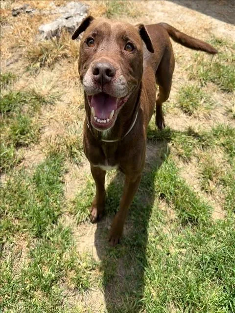 An adult medium-sized male Labrador Retriever dog named Bernie for adoption in Conroe, TX