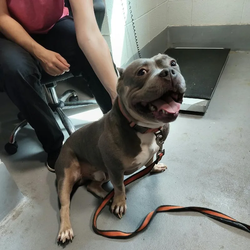 A young small-sized male Gray / Blue / Silver Mixed Breed dog named Dolph for adoption in Beckley, WV