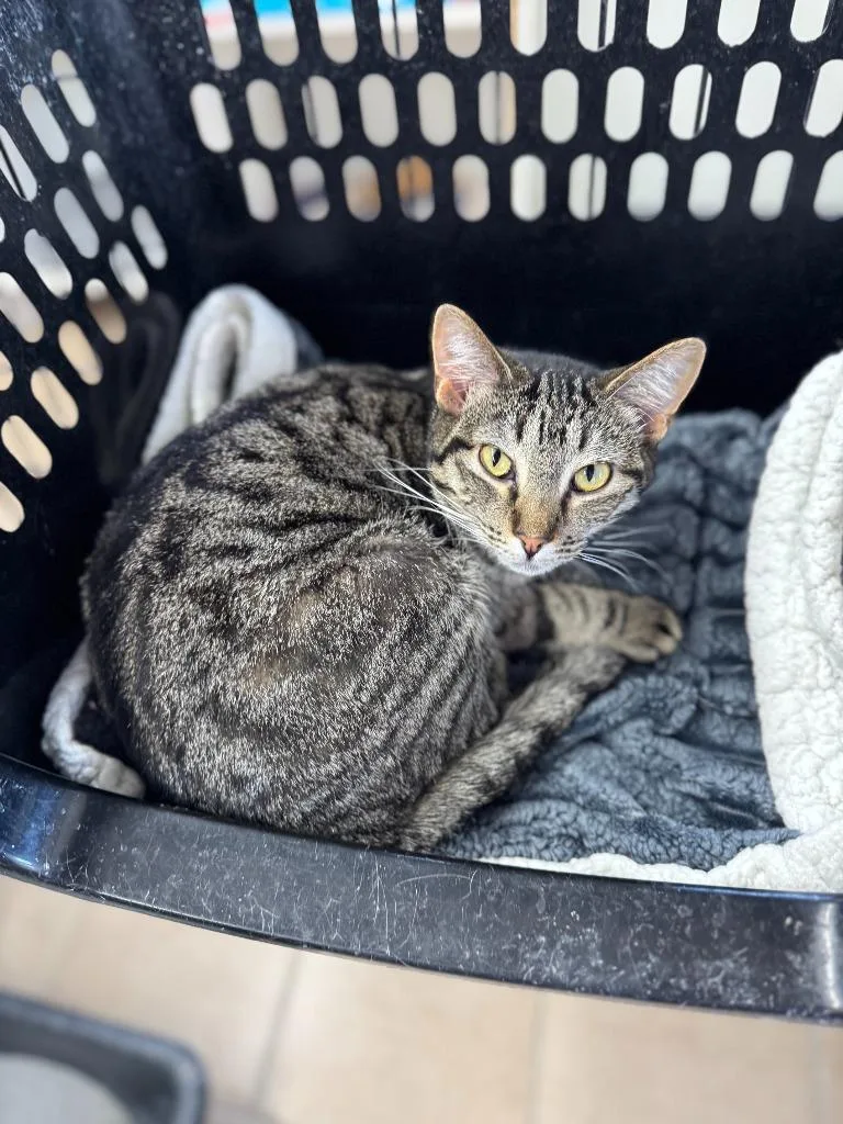 An adult small-sized male Domestic Medium Hair cat named Armani for adoption in Hastings, NE