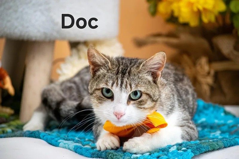 A young medium-sized male Tabby (Brown / Chocolate) Domestic Short Hair cat named Doc for adoption in Sevierville, TN