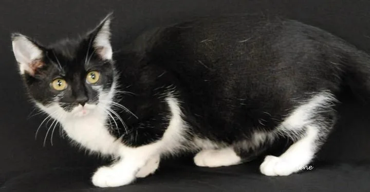 A baby medium-sized female Black & White / Tuxedo Domestic Short Hair cat named Gingersnap for adoption in Newland, NC