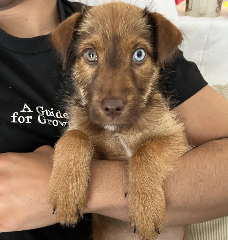 A baby medium-sized female Terrier dog named Tulip for adoption in Brooklyn Center, MN