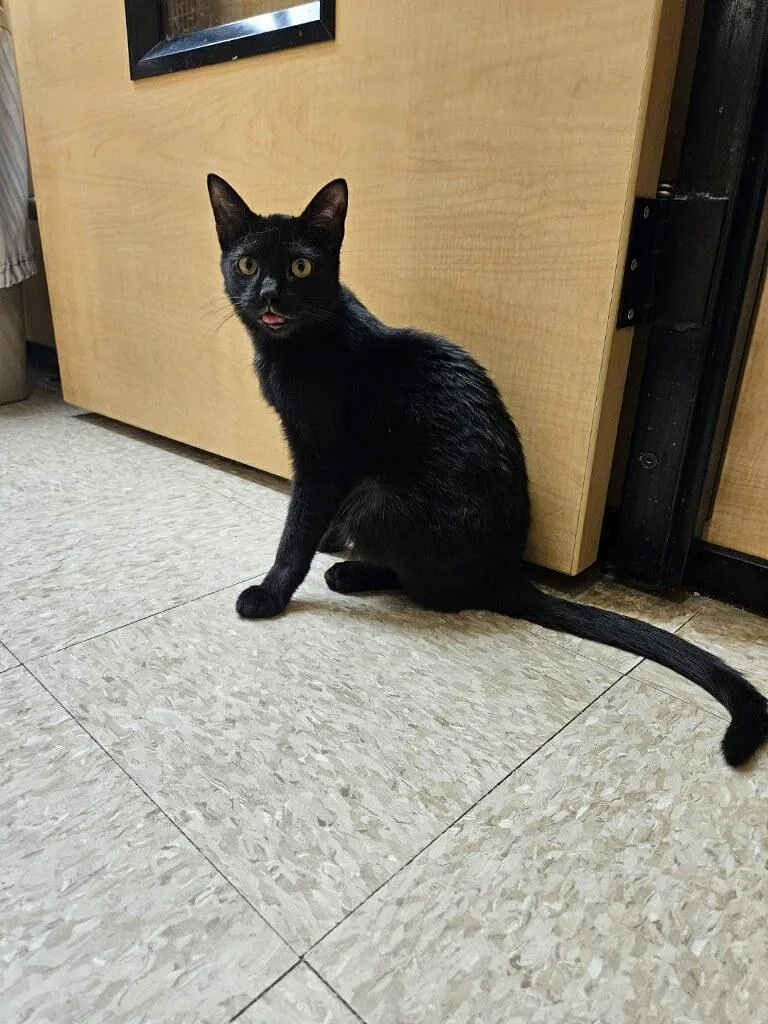 A baby medium-sized male Black Domestic Short Hair cat named Leland for adoption in Barrington Hills, IL