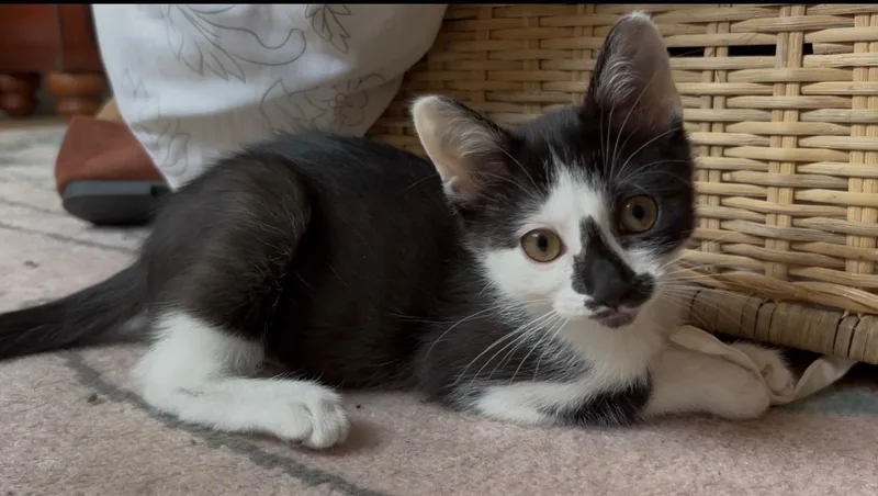 A baby medium-sized female Black & White / Tuxedo Domestic Short Hair cat named The Niners Goldie for adoption in Leesburg, VA