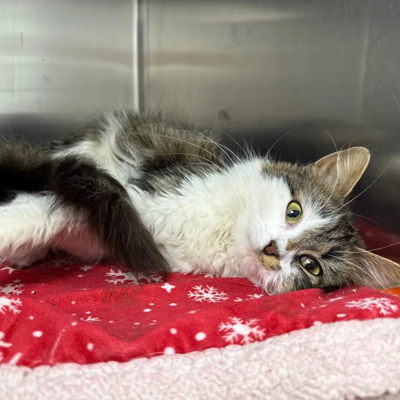 A young medium-sized female Tabby (Brown / Chocolate) Domestic Long Hair cat named Sassy for adoption in Chattanooga, TN